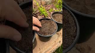 Cheap and Easy Dragon Fruit Potting Soil #dragonfruit #pitahaya #dragonfruitfarming #gardening #soil