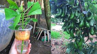 Best Method Grafting Avocado Tree  Avocado Growing Fast With Natural Aloe Vera 15 day In the water