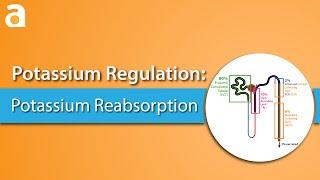 Potassium Regulation Potassium Reabsorption