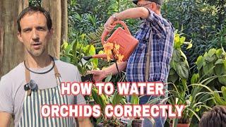 Advice from seasoned Highway Orchid Society grower on watering.