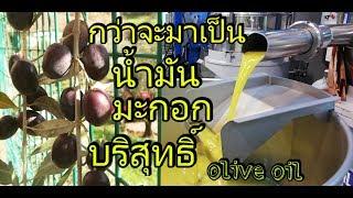 การทำน้ำมันมะกอกบริสุทธิ์ Extra Virgin Olive Oil ep1832018