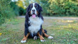 Bernese Mountain Dog gets revenge