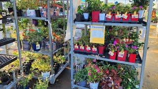 Lowes Clearance Plants in the first week of June 2024. Perennials Annuals and an Abelia.