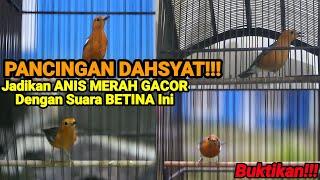 100% AMPUH BUAT PANCINGAN DAN TERAPI ANIS MERAH BISU SEKETIKA NGEPLONG IKUT GACOR