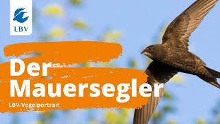 Der Mauersegler Apus apus - Steckbrief mit Gesang. Vogelarten kennen lernen mit den Experten