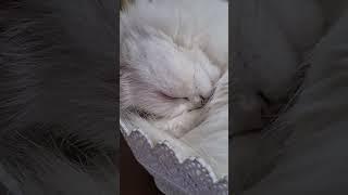 SNORING CAT