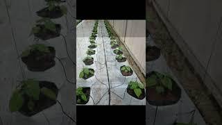 Nature Agro Pvt Ltd_ Yasantha Rajapaksha - Agriculture Instructor- 071 6152950  077 4618186