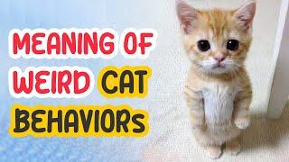 Meaning of 14 Weirdest Cat Behaviors 