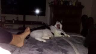 Girlfriend gives cat foot job