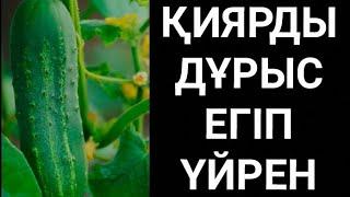 Қиярды қалай өсіреді?Қиярды қалай егеді?Қиярды егу тәсілі қиярды қалай отырғызады қиярды егу