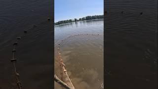 Рыбалка на невод Рыба есть но мало #shorts #fishing #рыбалка #сети