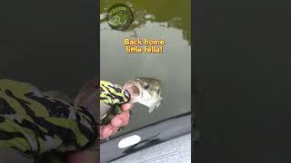 The Key to Big Bass Release for Growth