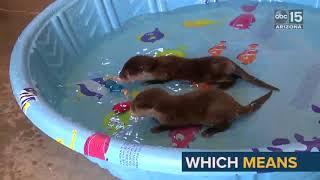 SPLASH Wildlife World Zoos Baby Otters First Swim Lesson - ABC15 Digital