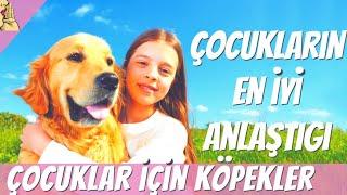 Çocuklar ve Aile İçin EN UYGUN 10 Köpek Cinsi #köpek #dog #golden