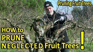 HOW to PRUNE NEGLECTED FRUIT TREES  2 Examples with 4 YEARS of Tree Evolution