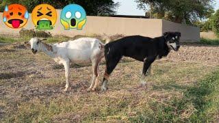Uff  OMG impossible goat and dog meeting