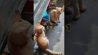 cats 1 VS  1 #trending #catlover #cat #cutecat #viral