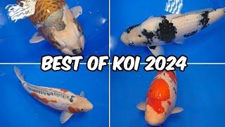 All Best in Variety Winners All Japan Koi Show 2024