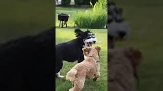 EXTREME Puppy Playdate SLO-MO