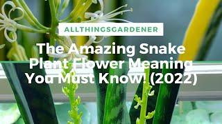 The Amazing Snake Plant Flower Meaning You Must Know 2022