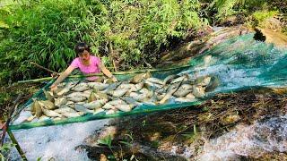 Use bamboo nets to create high waterfall fish traps to harvest 30kg of fish per hour