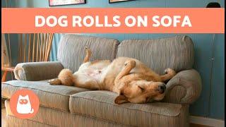 Why is My DOG Rubbing Against the COUCH?  5 Causes