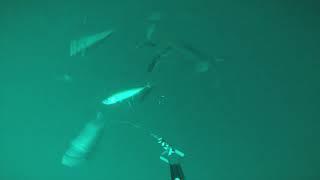 When Mackerel Take Feathers underwater view