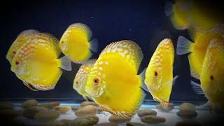 How To10 Tips To Keep Your Discus Fish Alive and Thriving  Stress Free Fun & Easy To Manage