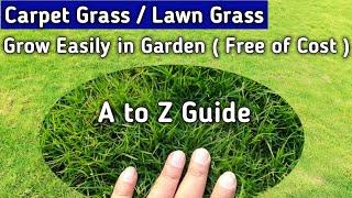 How To Grow Carpet Grass - A to Z Steps Fully Described