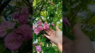 Climbing Rose Flowers  #shorts #rose #roseplant #roseplantcare