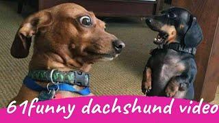 61 Funny Dachshund Dogs Videos Instagram Funny And Cute Dachshund Dog Try Not laugh Videos