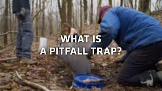 What is a Pitfall Trap for Herpetology? Ask A Scientist