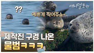 카메라가 신기한지 구경 나온 물범들ㅋㅋㅋ 우리 백령도에 귀여운 물범이 살고 있어요   KBS 와일드맵 210520 방송