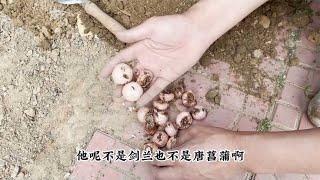 好养的球根植物“火星花”，花园庭院必养，易群生开花美