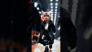 Cat Fashion Show️‍🩹#catlover #fashionstyle #animalfascination #catwalkshow #amazing #viralvideo