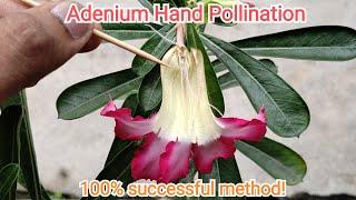 Adenium Hand Pollination  100% successful method   #adenium #handpollination