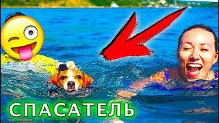 Собака Джина СПАСАТЕЛЬ ПЛАВАЕТ В ЖИЛЕТЕ ПЕРВЫЙ РАЗ Яхта Элли Ди  Elli Di Pets