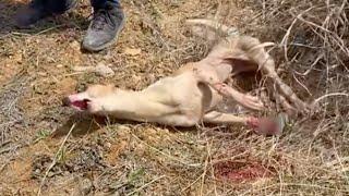 Stepping on an animal trap the disabled dog cried helplessly with many injuries on his leg