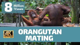 Orangutan Mating No Rules - Rare Footage