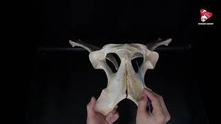 Comparative Anatomy of the Pelvis