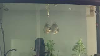 Fish making out