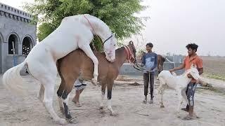 New Horse Mating Video Nukra Stallion Haider Bajwa Stud Farm