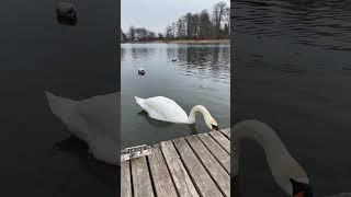 A pair of swans on the melted lake Galve in Trakai Lithuania #shorts #shortsfeed #swan