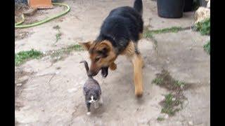 Собака разрывает Кошку..  The dog pulls the cat.  狗咬貓