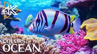 The Colors of the Ocean 4K ULTRA HD - The Best 4K Sea Animals for Relaxation & Calming Music
