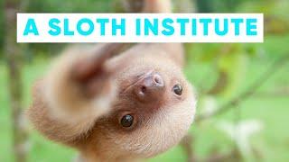 There Is A Sloth Institute Which Looks After Baby Sloths That Lost Their Moms