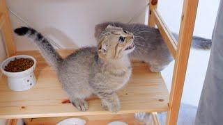 The kitten couldnt wait for the food and meowed as it approached which was too cute.
