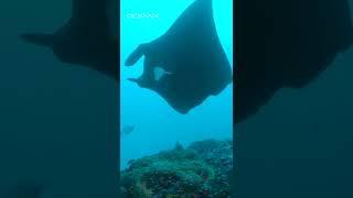 Why Manta Rays Dont Exist