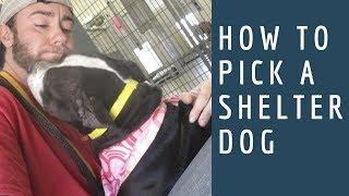How to Adopt a Dog Ep. 3 How to Pick a Shelter Dog