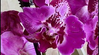 Орхидея Бинти ... Бабочка и пелор... Яркая красавица с крупным цветком ...